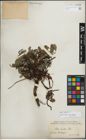 Foto von Salix glauca L.
